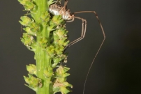 *Un Opilion (Opiliones - Phalangiidae sp.)
